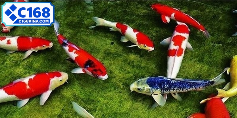 Nằm mơ thấy cá đánh con gì? Mộng thấy cá lóc nên đánh 68 - 86